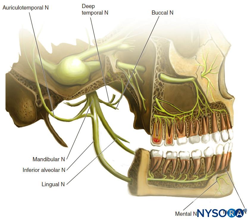 Nerve Blocks Of The Face NYSORA