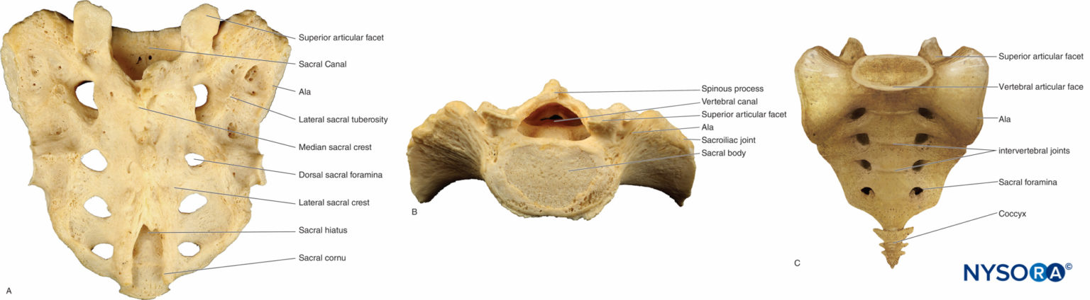 Neuraxial Anatomy NYSORA