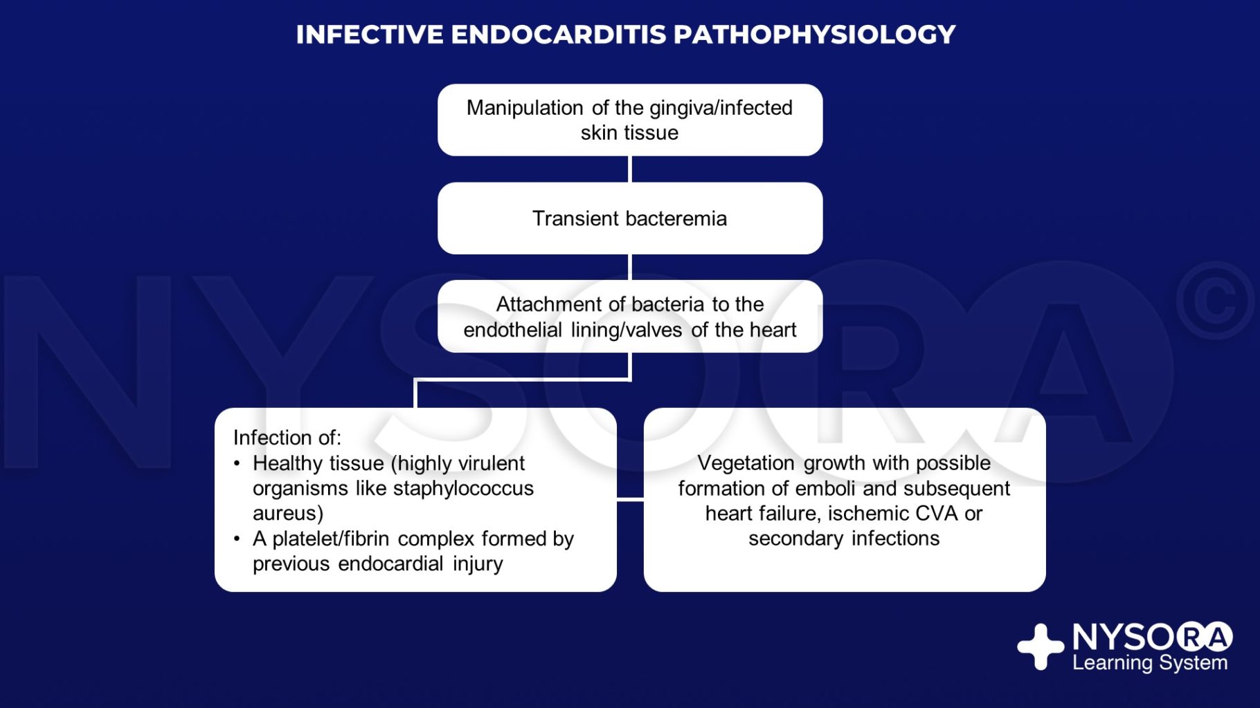 Infective Endocarditis Pathophysiology Nysora Nysora