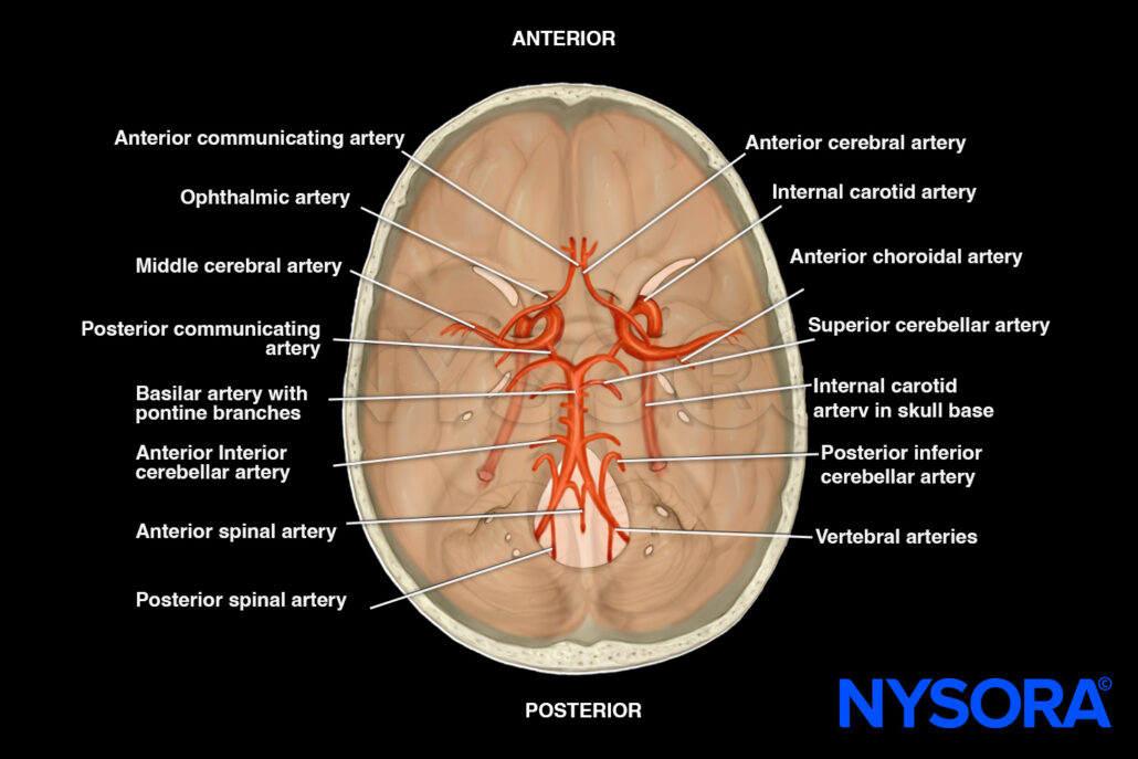 Functional Anatomy Nysora Nysora