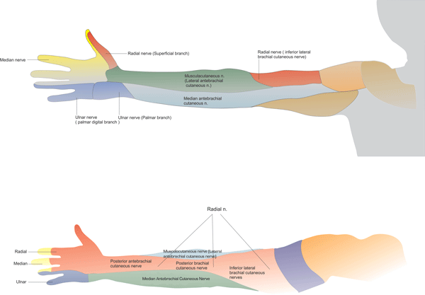 Infraclavicular Brachial Plexus Block - NYSORA The New York School of ...