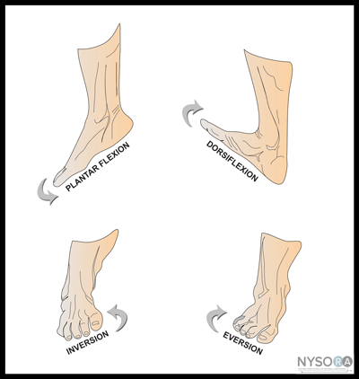 Popliteal Sciatic Nerve Blocks: Intertendinous / Lateral Approach ...