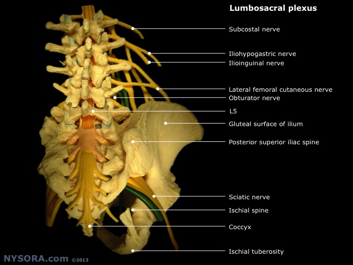 Lubosacral-plexus Nysora - Nysora 