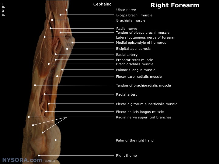 Right-Forearm-Anatomy_NYSORA - NYSORA | NYSORA