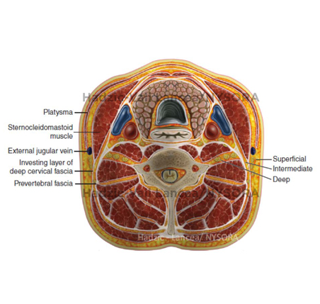 Ultrasound-Guided Cervical Plexus Block - NYSORA The New York School of ...