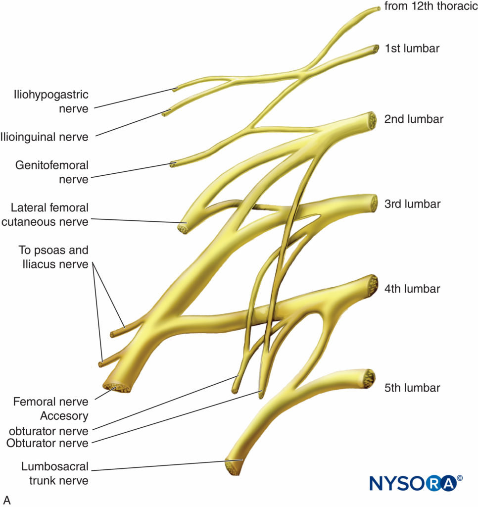 Functional Regional Anesthesia Anatomy - NYSORA | NYSORA