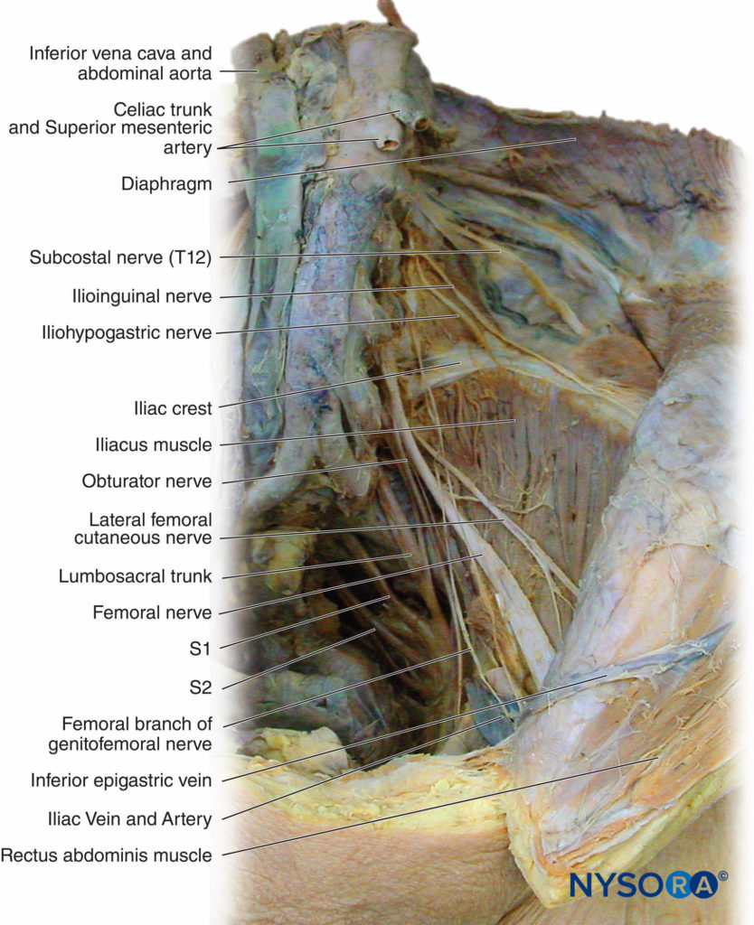 Functional Regional Anesthesia Anatomy - NYSORA