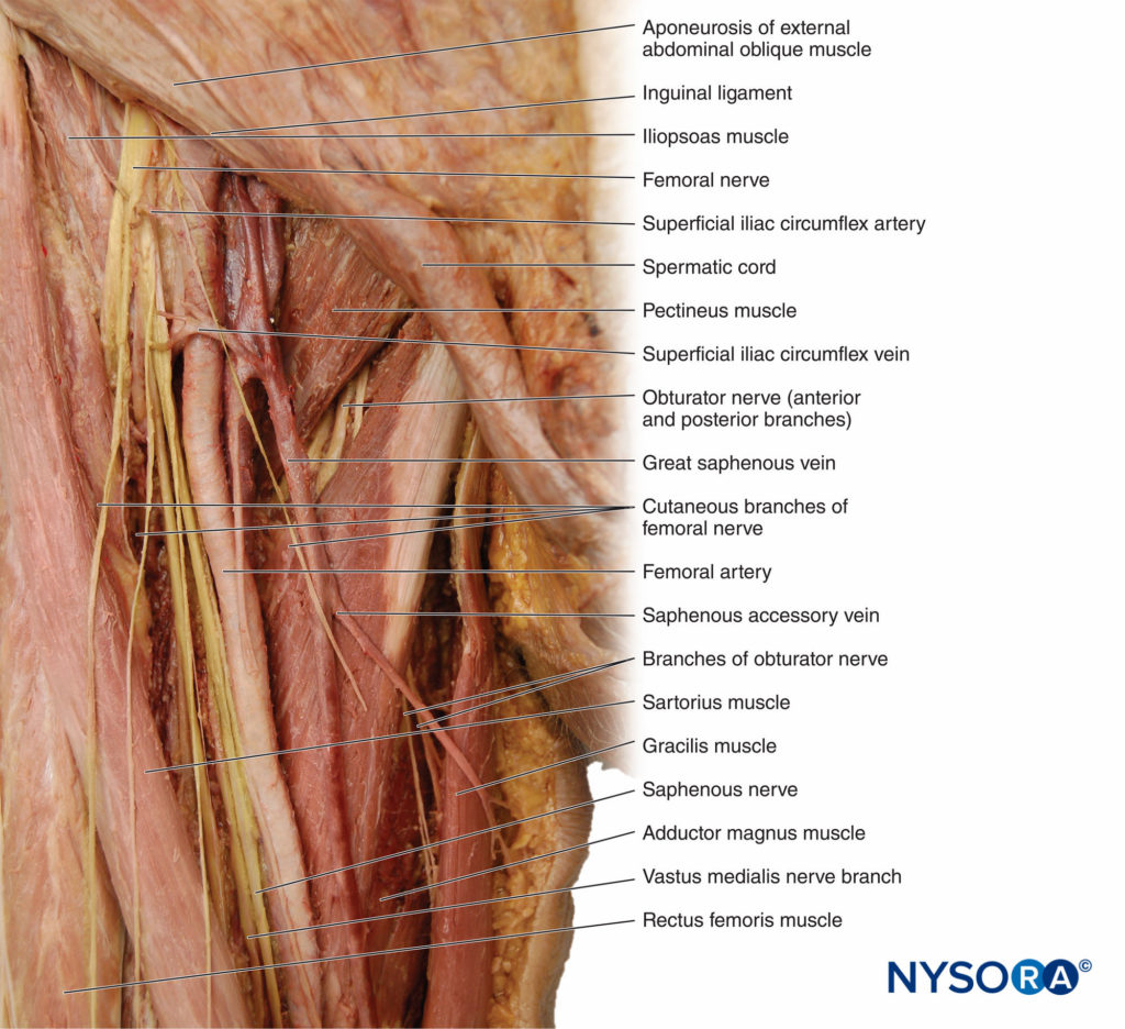 Functional Regional Anesthesia Anatomy - NYSORA | NYSORA