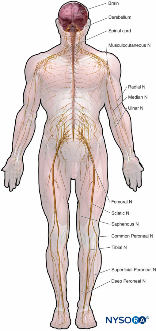 Modello anatomico Scheletro con nervi e arterie Scheletro Umano 87