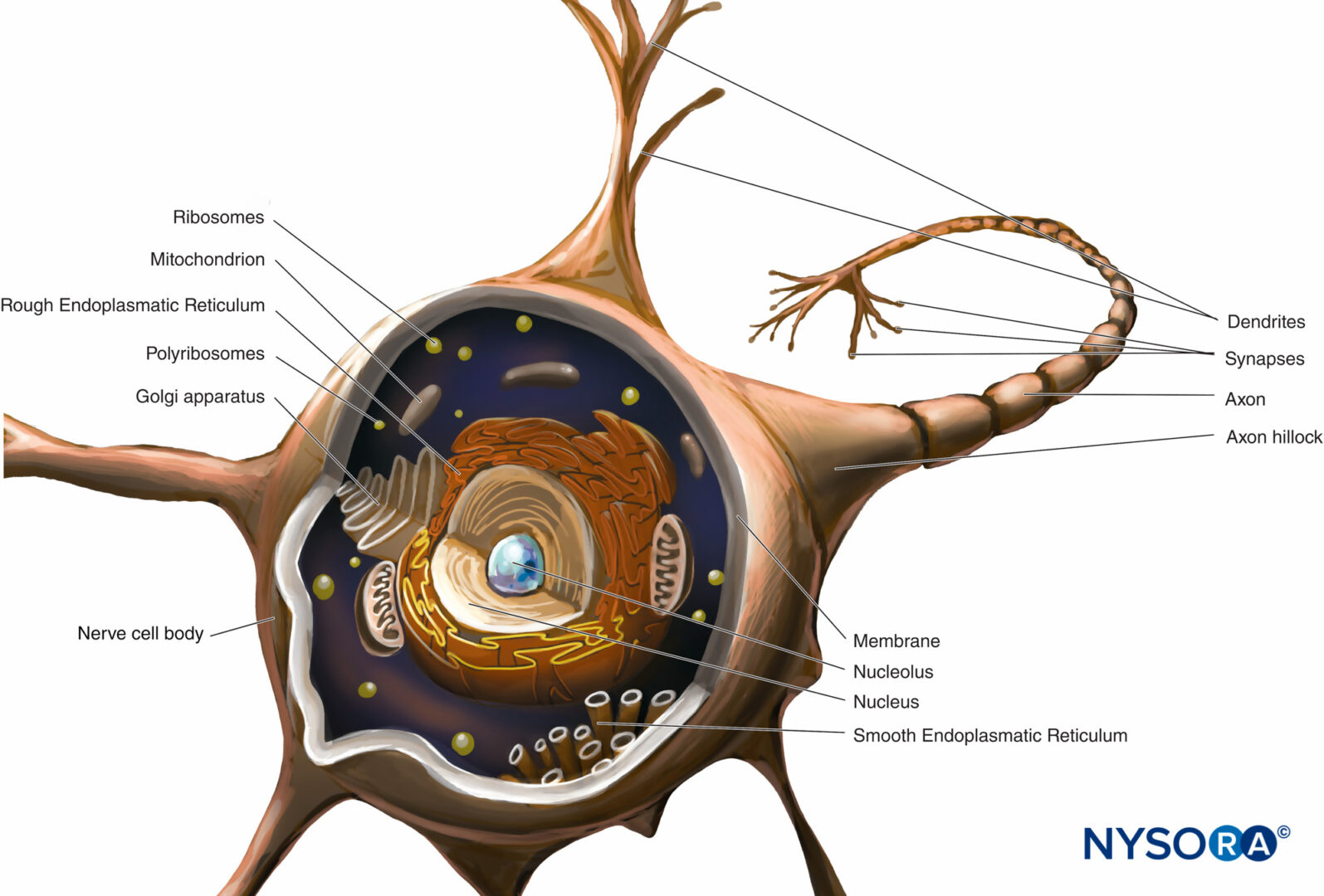 Labeled Diagram Of The Neuron, Nerve Cell That Is The Main Part Of The  Nervous System. Royalty Free SVG, Cliparts, Vectors, and Stock  Illustration. Image 48129376.