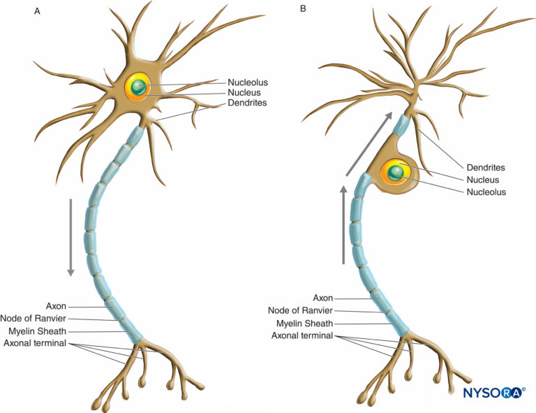 histology-of-the-peripheral-nerves-and-light-microscopy-nysora-nysora