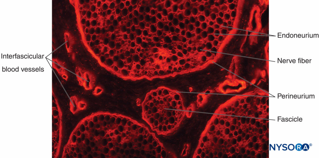 Histology of the Peripheral Nerves and Light Microscopy - NYSORA