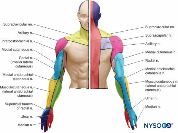 Cutaneous Blocks for the Upper Extremity - Landmarks and Nerve ...