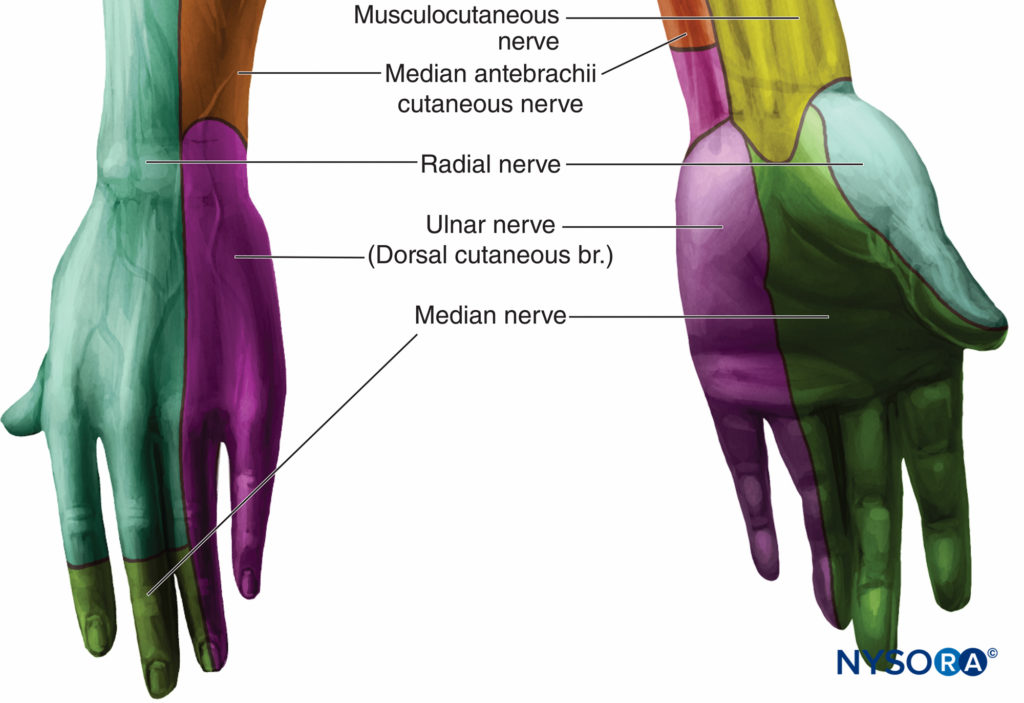Median Nerve Branches, Simple - Everything You Need To Know - Dr