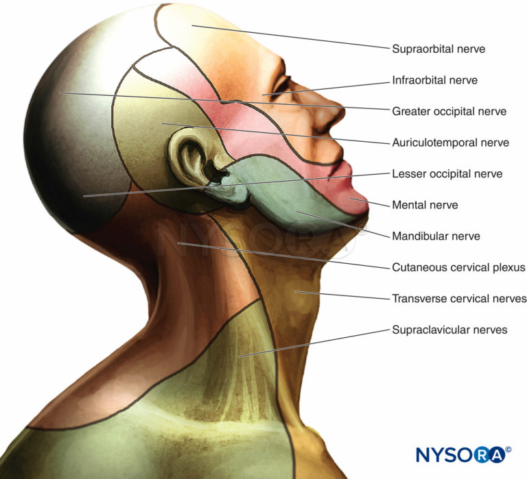 Cervical Plexus Block - Landmarks and Nerve Stimulator Technique - NYSORA