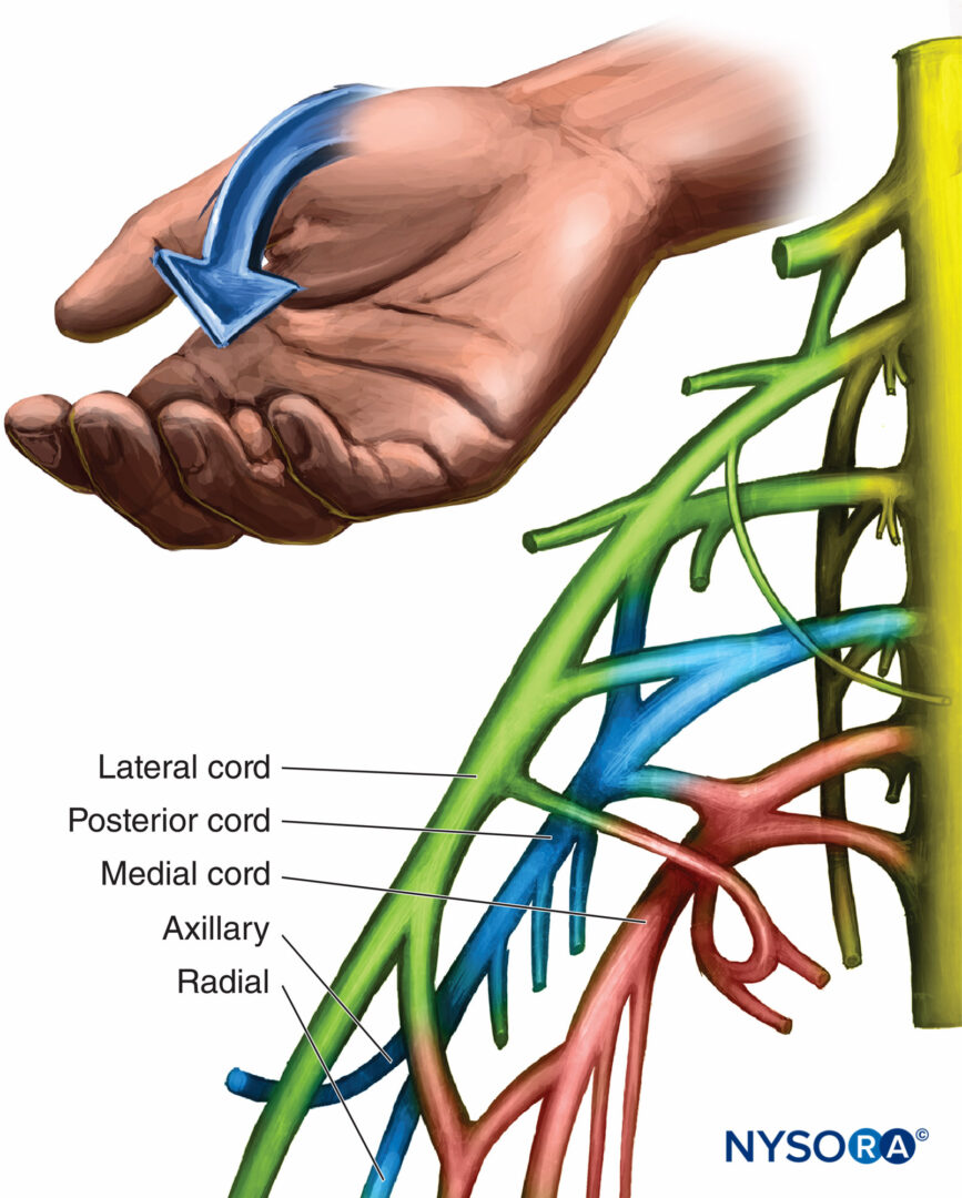 regional-anesthesia-organization-and-motor-response-of-the-posterior