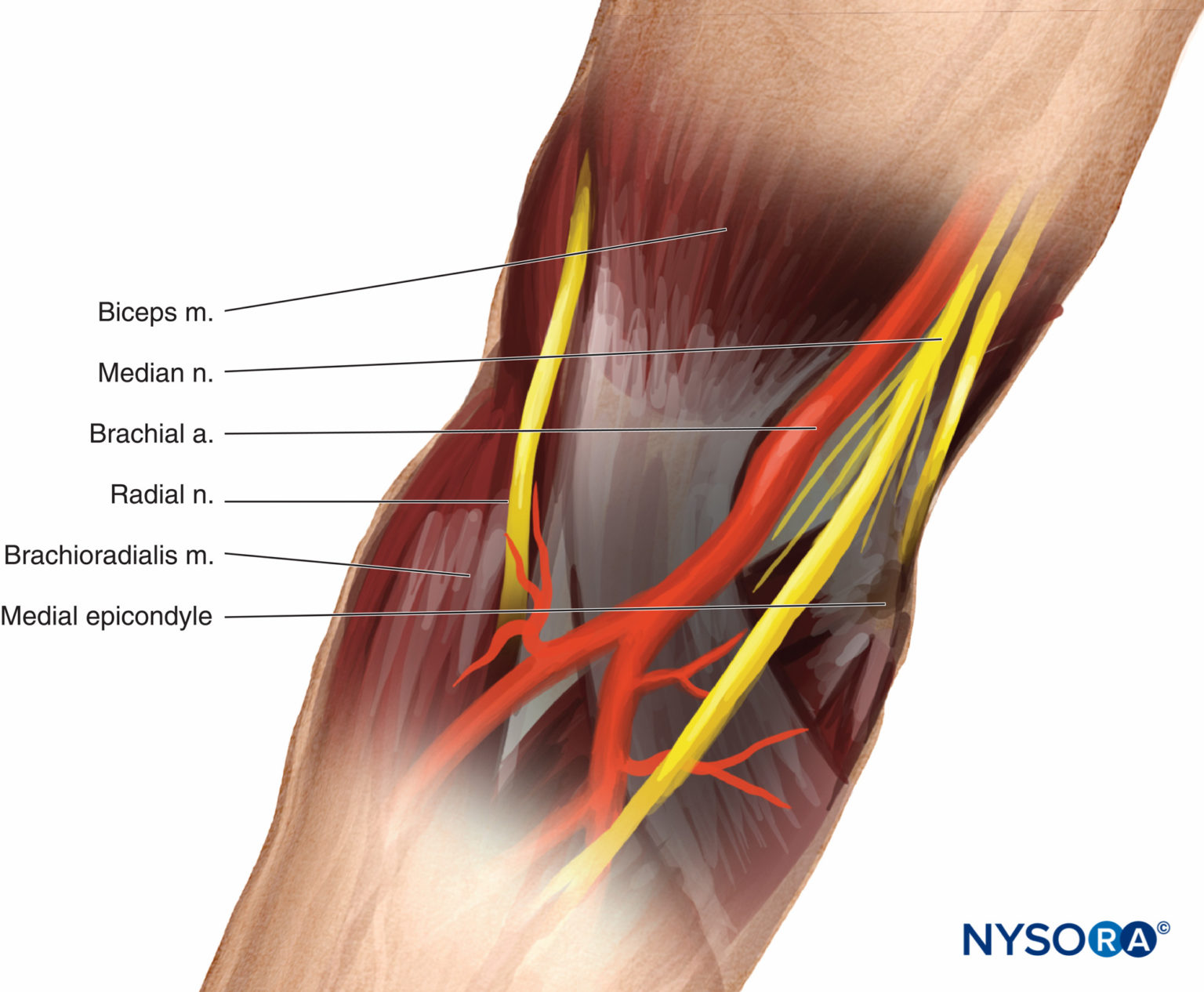 Cutaneous Blocks For The Upper Extremity Landmarks And Nerve Stimulator Technique NYSORA