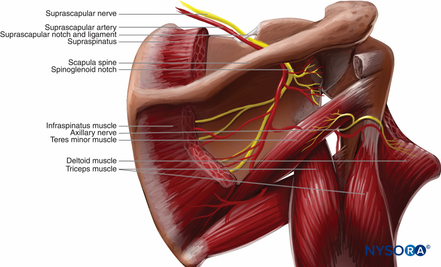 Cutaneous Blocks for the Upper Extremity - Landmarks and Nerve ...