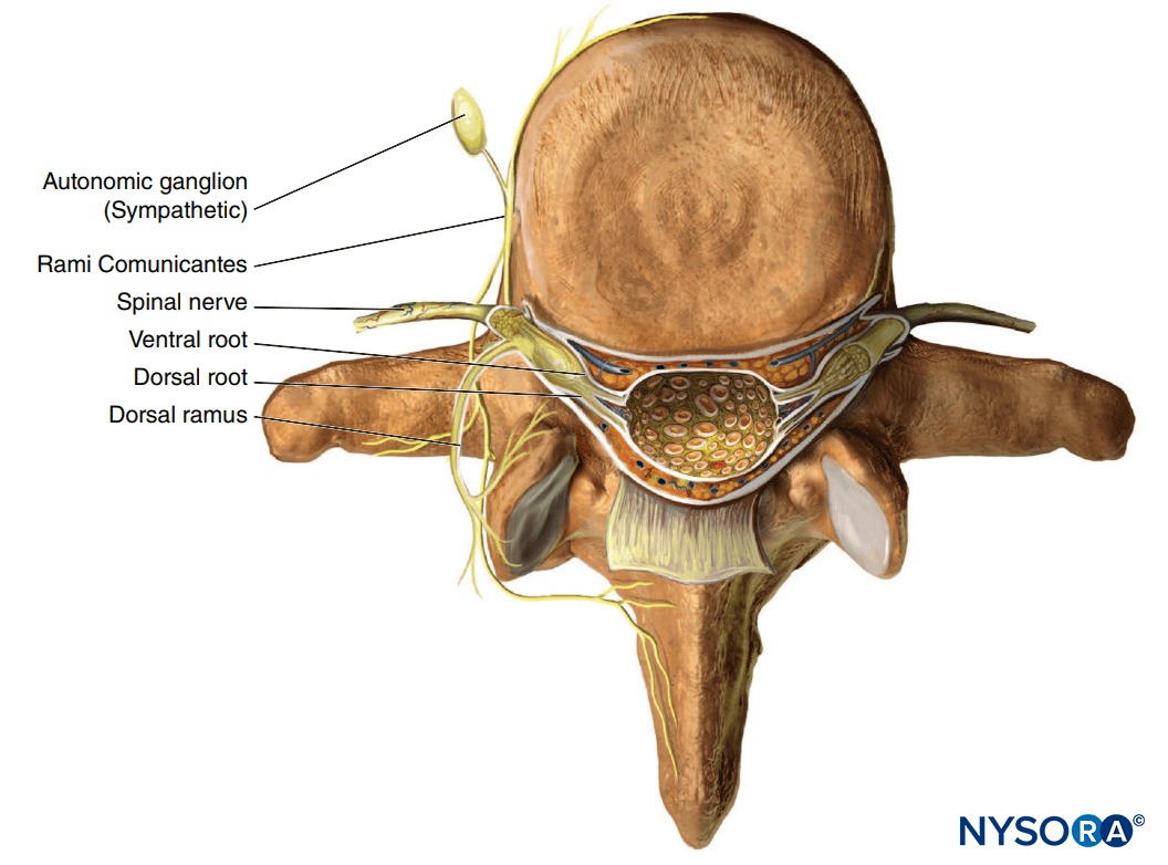 Spinal Nerve Pathways Diagrams