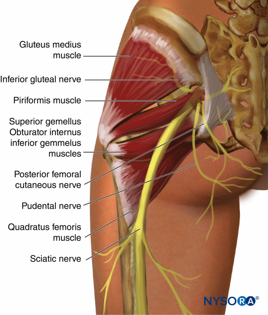 Anatomie de la hanche : os, muscles, moyens d'union, nerfs, vascularisation