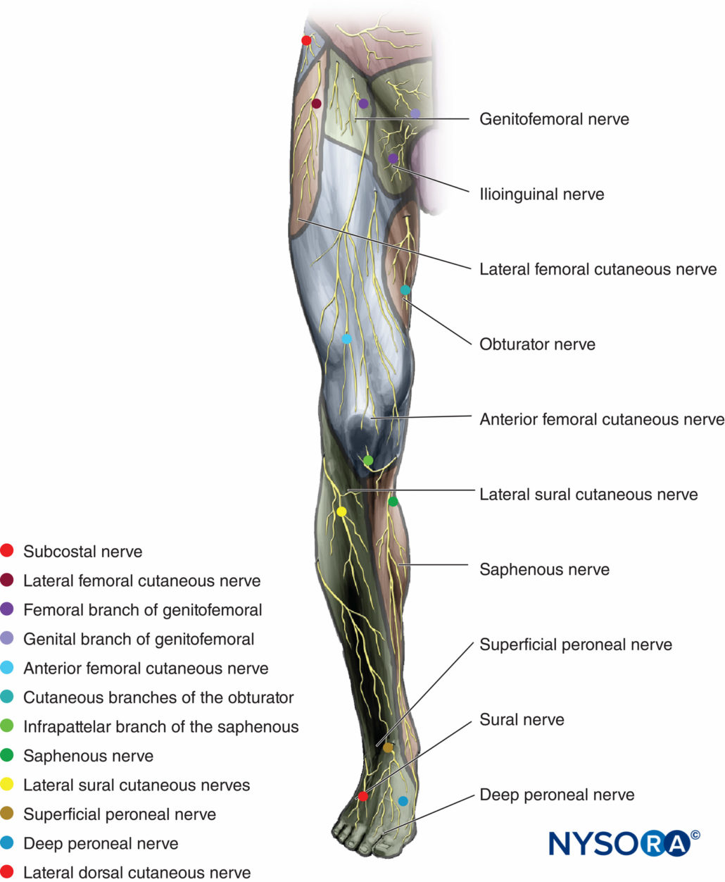 Cutaneous Nerve Blocks of the Lower Extremity - NYSORA