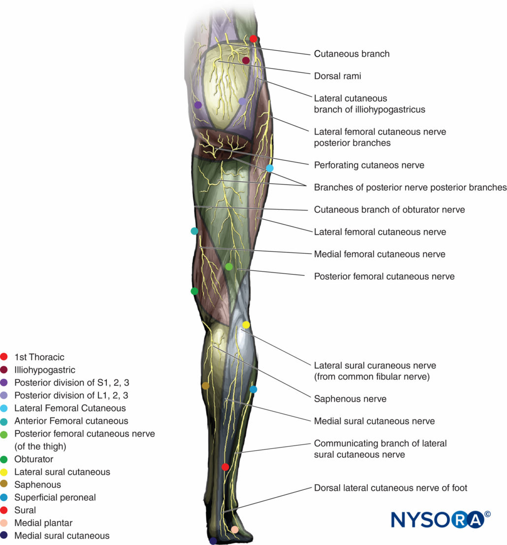 Cutaneous Nerve Blocks of the Lower Extremity - NYSORA