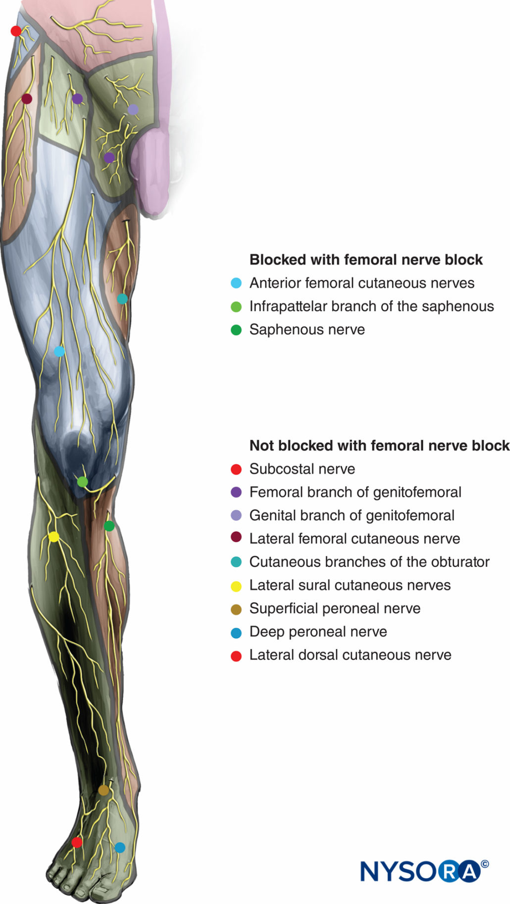 regional-anesthesia-sensory-innervation-of-the-femoral-nerve-and ...