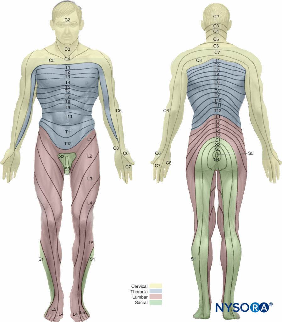 Epidural Anesthesia and Analgesia - NYSORA vascular system diagram 