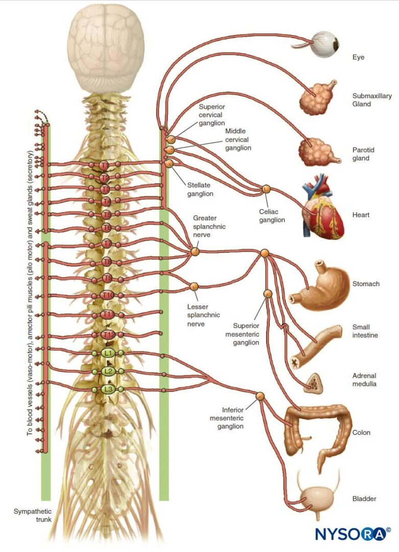 Epidural Anesthesia and Analgesia - NYSORA