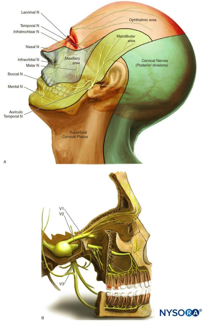 Nerve Blocks Of The Face NYSORA