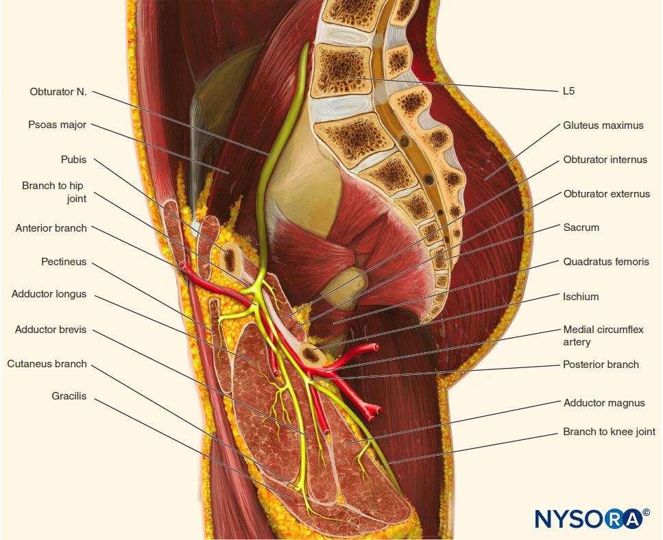 Ultrasound-Guided Obturator Nerve Block - NYSORA external iliac artery diagram 