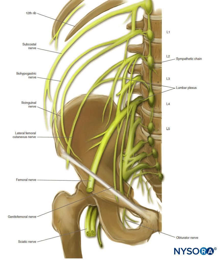 Lumbar Plexus Diagram - vrogue.co