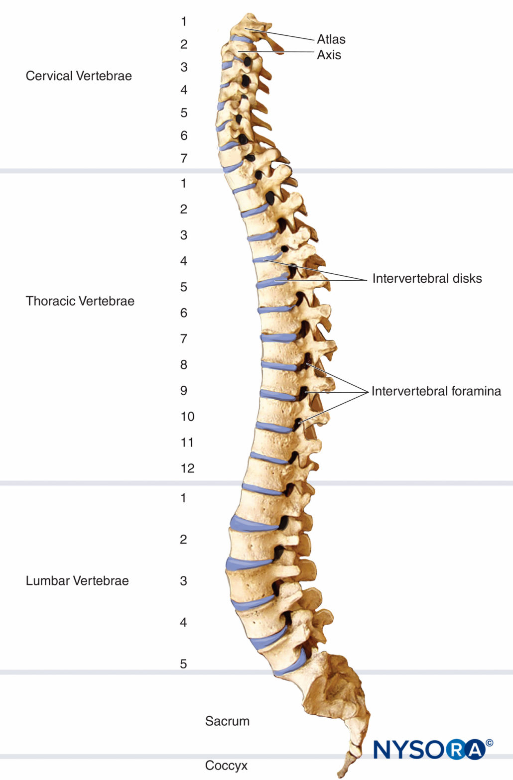 Spinal Anesthesia - Nysora 