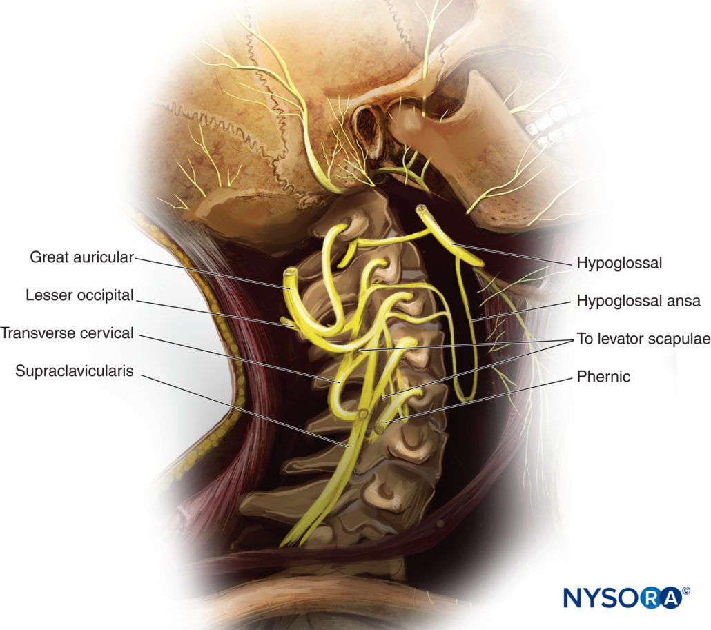 Ultrasound Guided Cervical Plexus Nerve Block Nysora