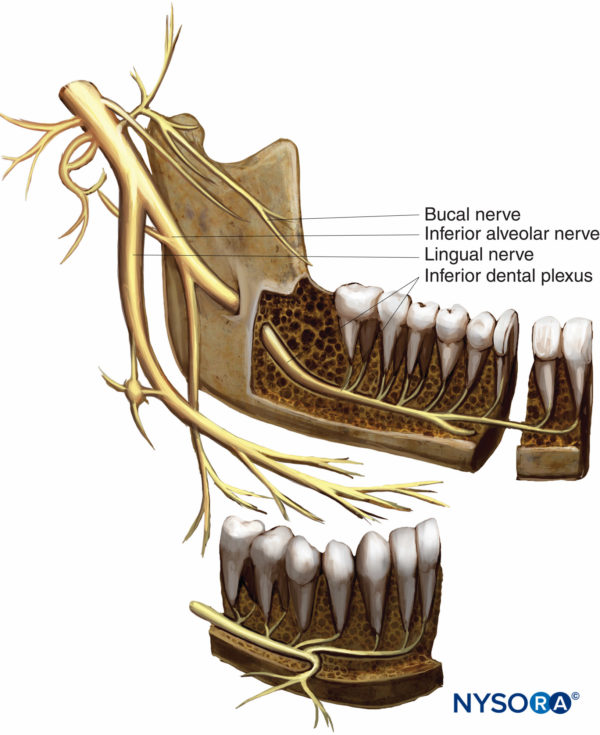 Oral & Maxillofacial Regional Anesthesia - NYSORA