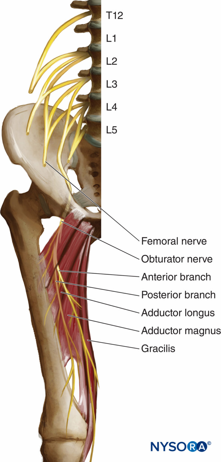 Obturator Nerve Block - Landmarks and nerve stimulator technique - NYSORA