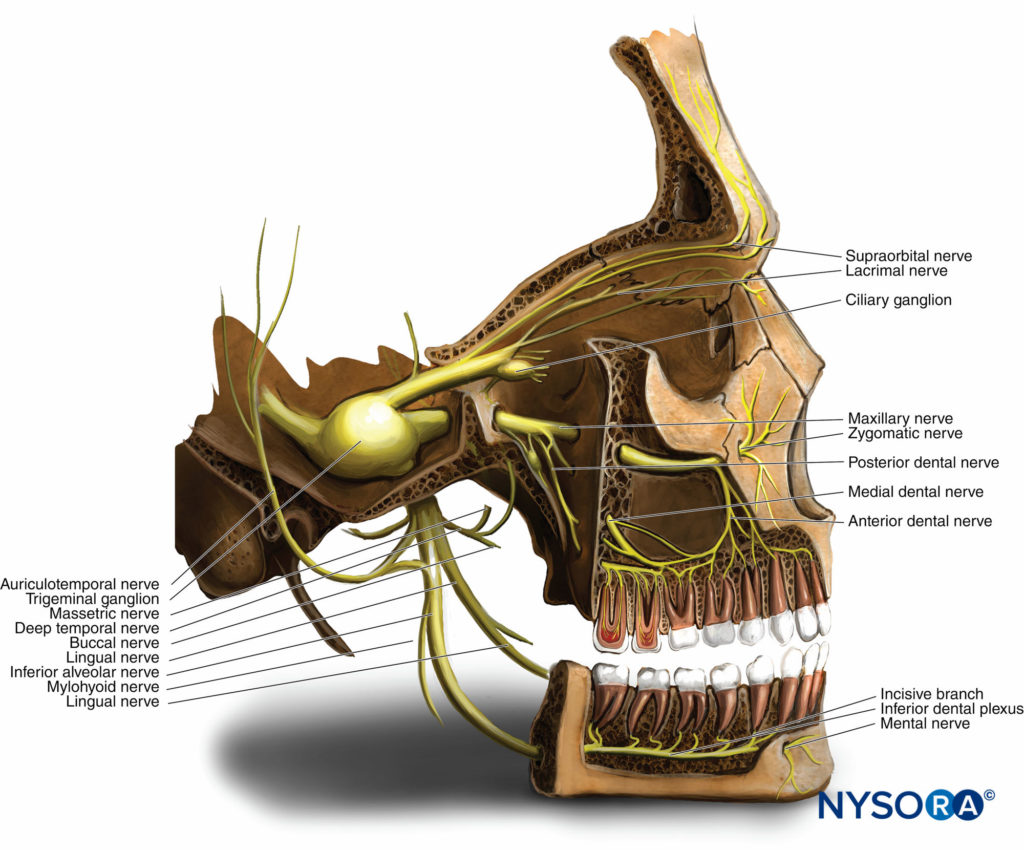 Branches of the mandibular nerve. *Motor branches. ABD = Anterior belly