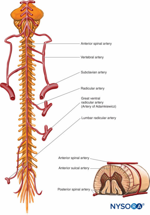 regional-anesthesia-blood-supply-of-the-spinal-cord - NYSORA