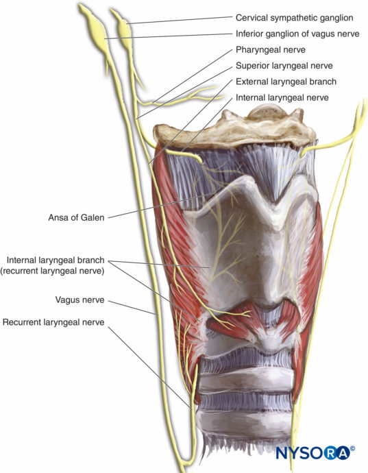 Regional and Topical Anesthesia for Awake Endotracheal Intubation - NYSORA