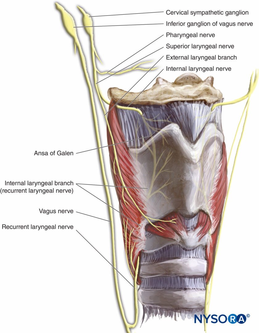 nerve supply of larynx