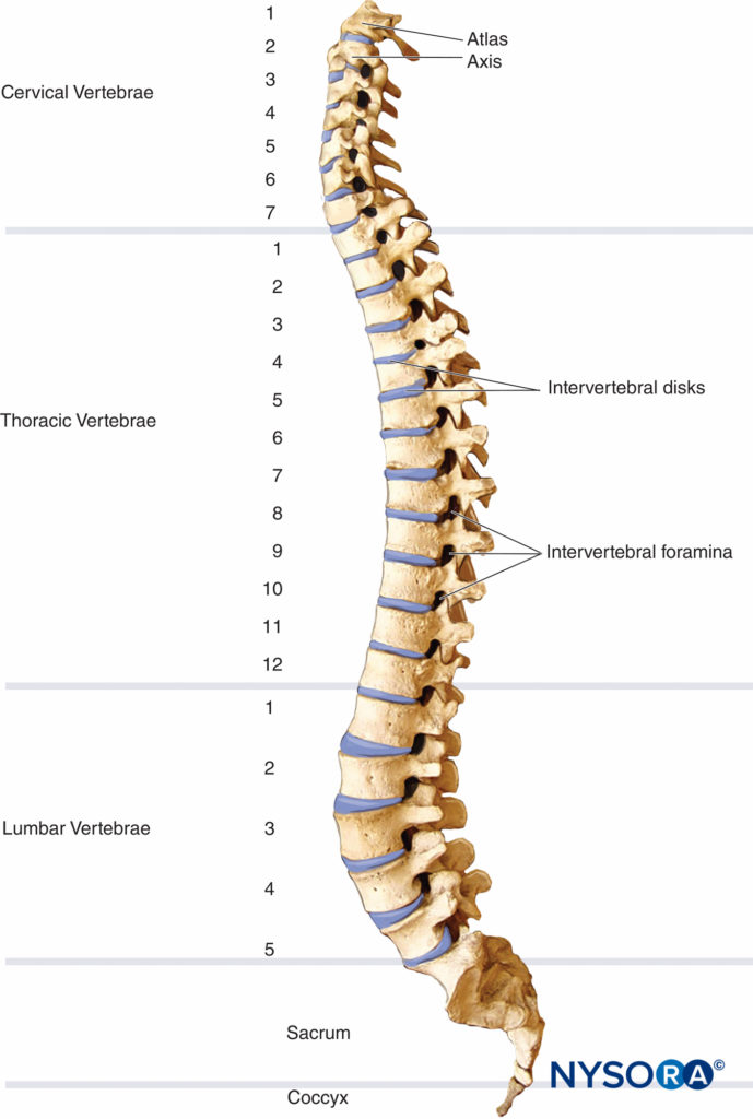 Normal lateral view of the lumbar vertebrae showing spinal