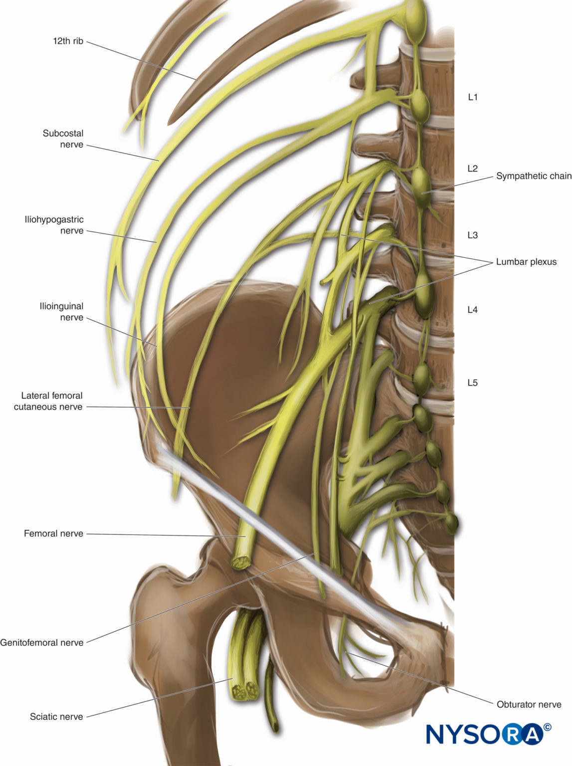 Lumbar Paravertebral Sonography and Considerations for Ultrasound ...