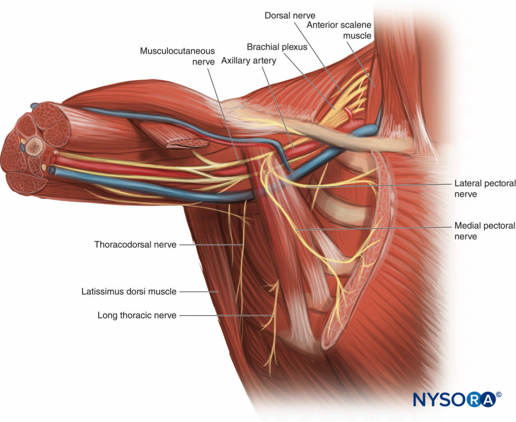 Breast Anatomy · Landmarks, Arteries, Nerves + Illustrations