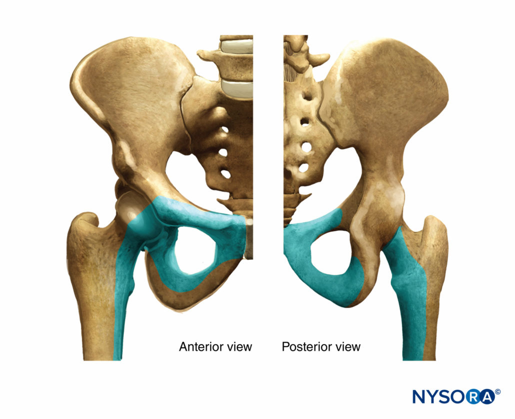 Obturator Nerve Block - Landmarks and nerve stimulator technique - NYSORA