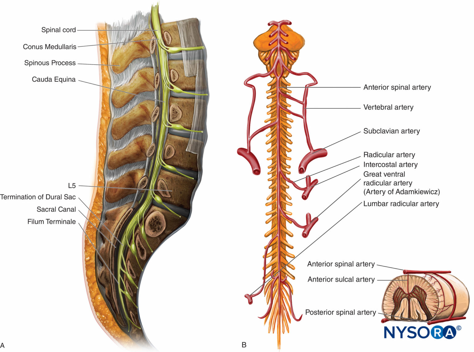 Neuraxial Anatomy - NYSORA