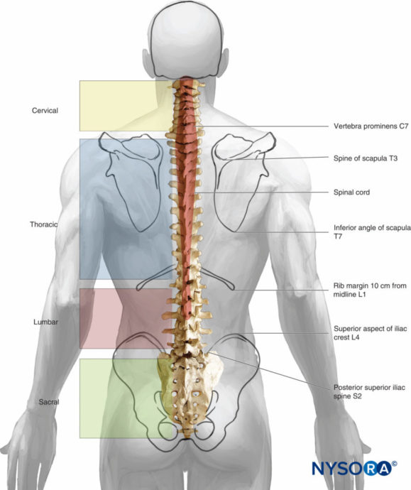 regional-anesthesia-skeletal-landmarks-used-to-determine-the-level-of ...