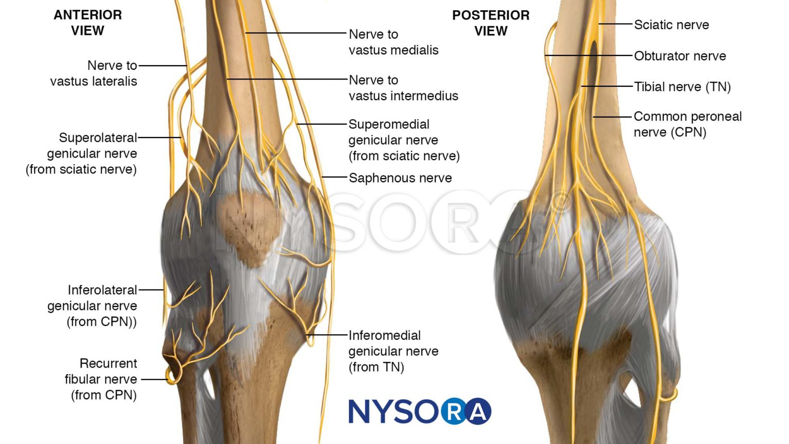 Leipackanatomyknee Innervation 1 Nysora 8658