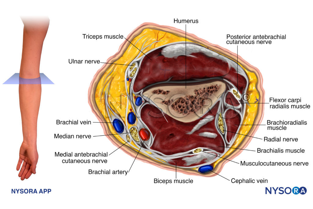 Ue Elbow Anatomy Cross Section App 1024x683 Nysora