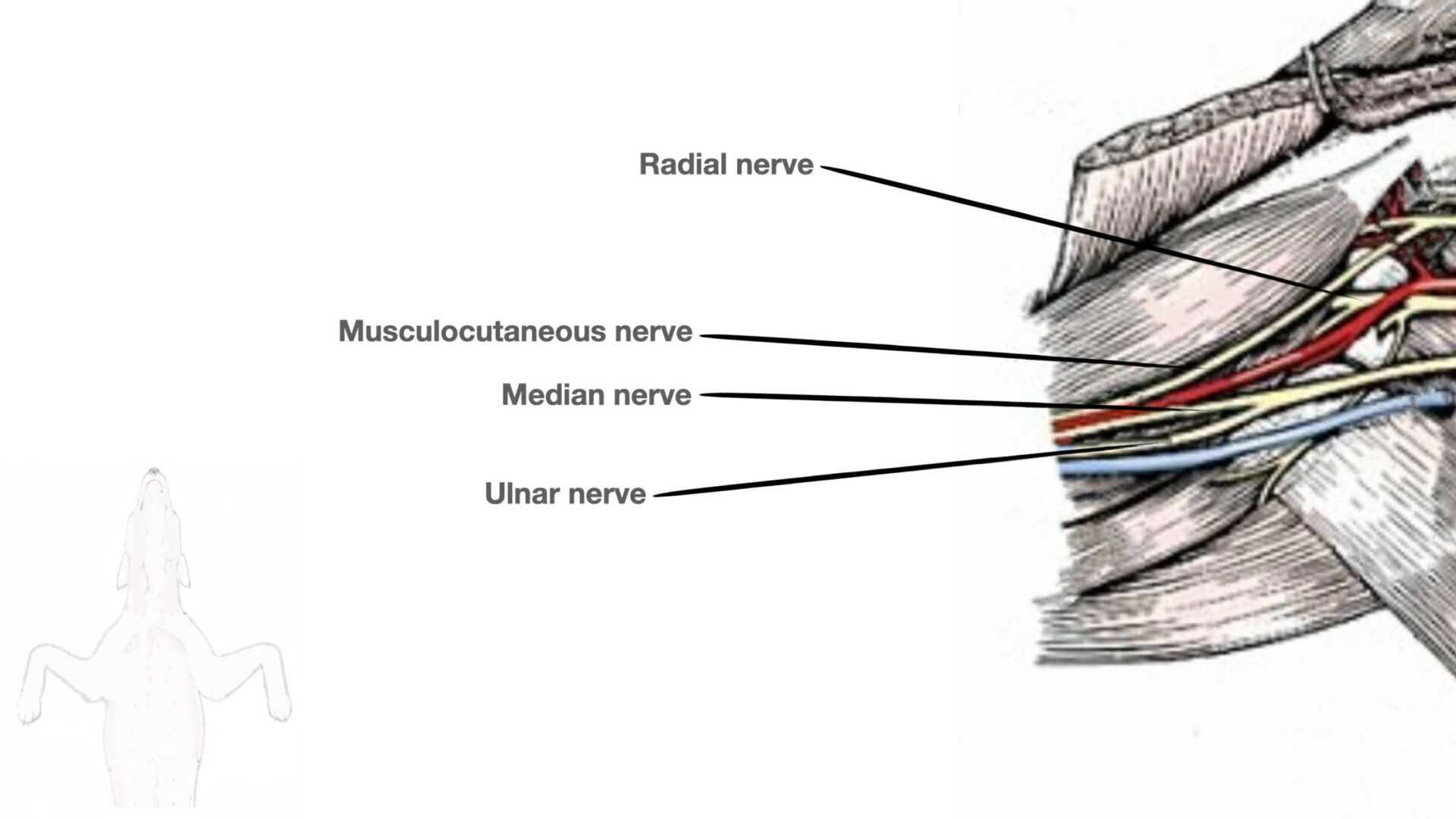 Fig. anatomy 2 Vet App NYSORA - NYSORA | NYSORA