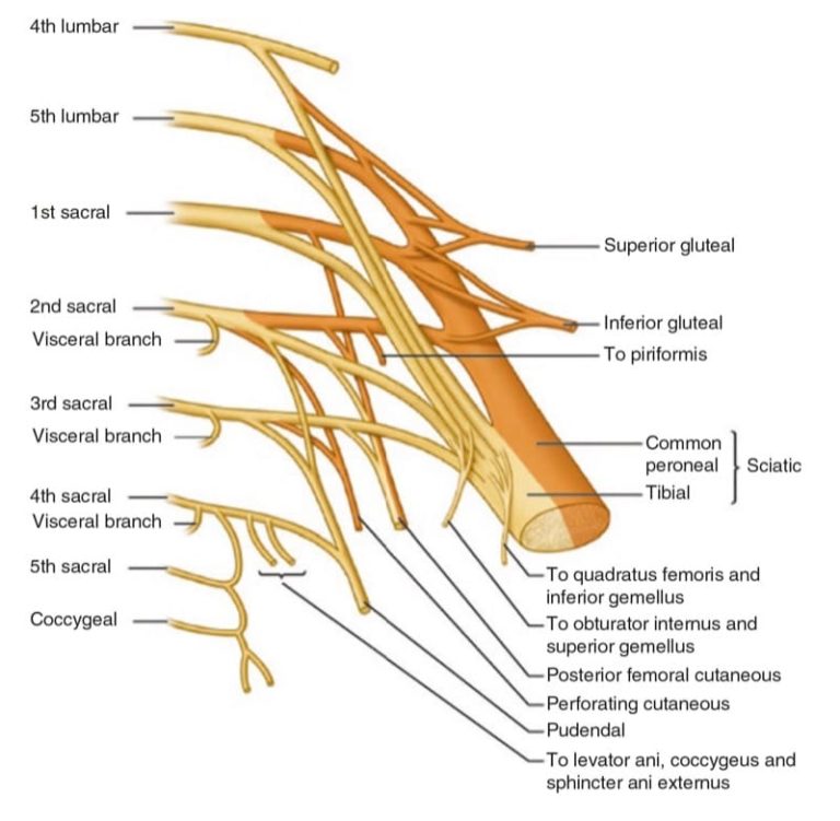 Ultrasound-Guided Nerve Blocks of the Lower Limb - NYSORA